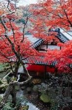 炸金花扣260 60-炸金花扣260 60，一场牌局中的智慧与策略